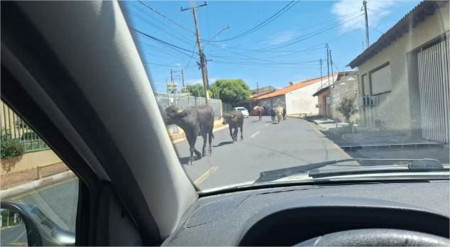 Vídeo: Moradores flagram búfalos soltos pelas ruas de Cuiabá