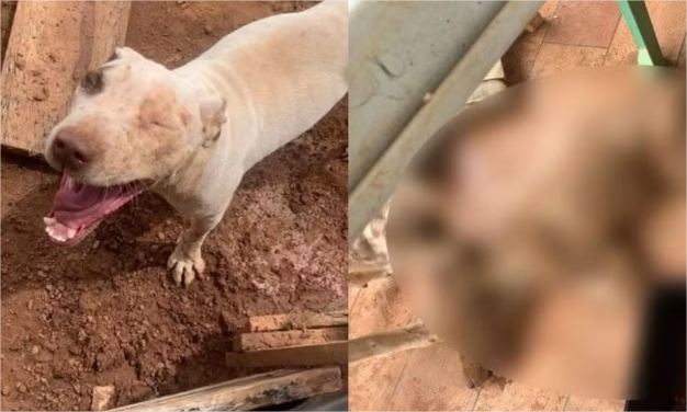 Cão morto e outros dois animais feridos são encontrados em situação de maus-tratos em MT