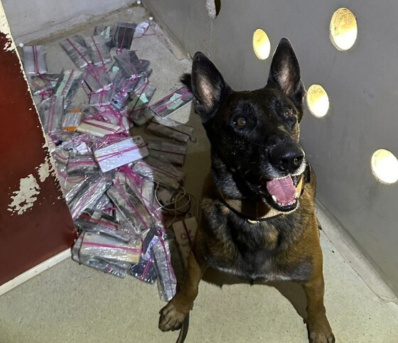 Cães farejadores encontram drogas e celulares em presídios de MT