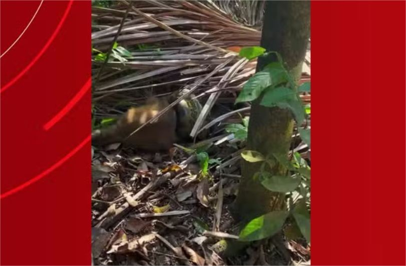 Macaco-prego grita enquanto é sufocado por sucuri em MT; vídeo