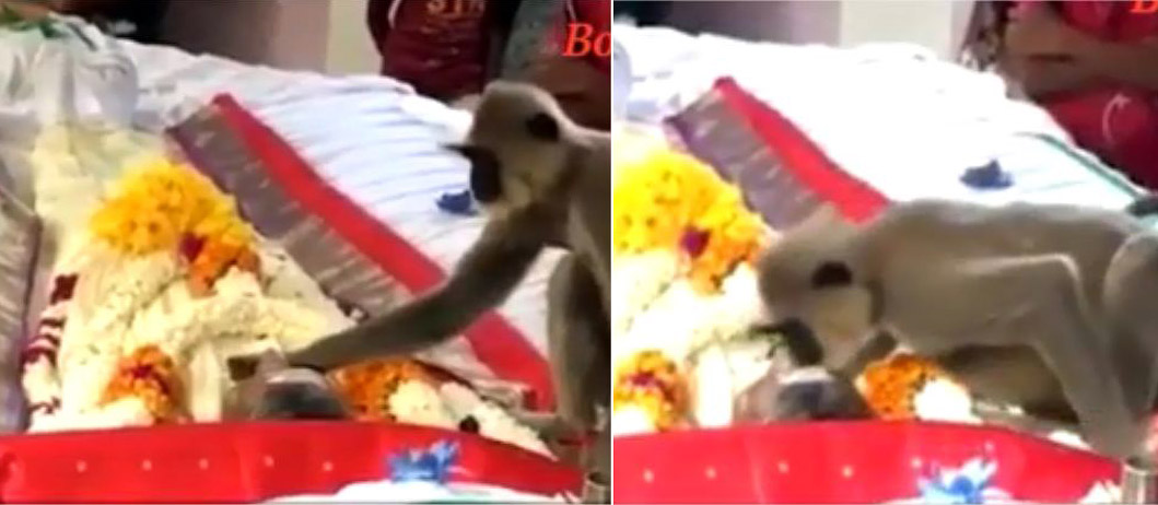 Vídeo: Macaco vai ao velório de homem que costumava alimentá-lo e surpreende ao beijar rosto do falecido
