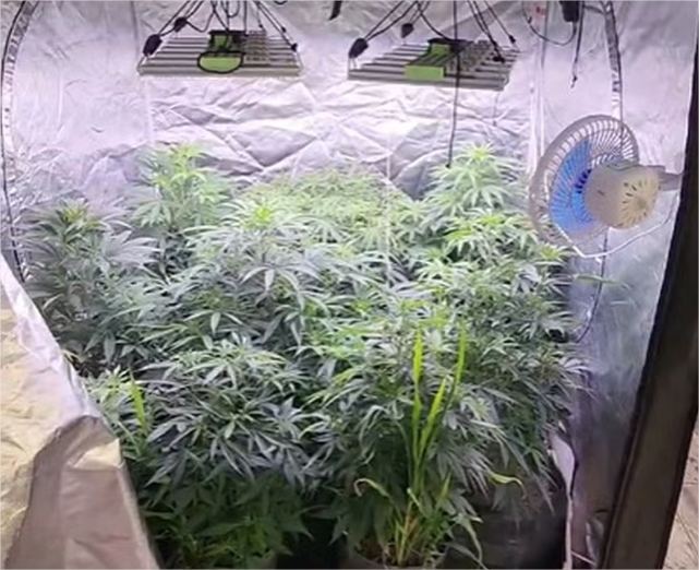 Homem que alega fazer uso medicinal de maconha é preso por manter estufa clandestina em casa; vídeo