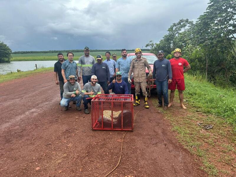 Sucuri de cinco metros é socorrida em área rural de Canarana; veja vídeo