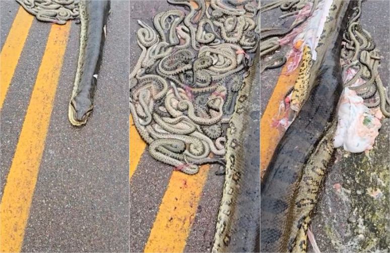 Vídeo: Sucuri grávida morre atropelada e cerca de 40 filhotes são expelidos em rodovia de MT