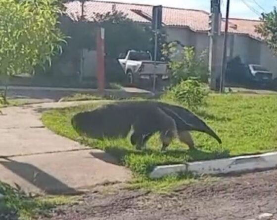 Tamanduá-bandeira é flagrado circulando em condomínio de Cuiabá