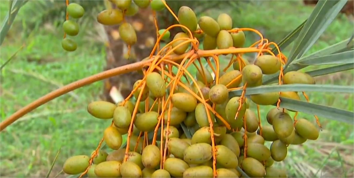 Planta que demora até 100 anos para dar frutos no Oriente Médio é colhida em 4 anos em MT