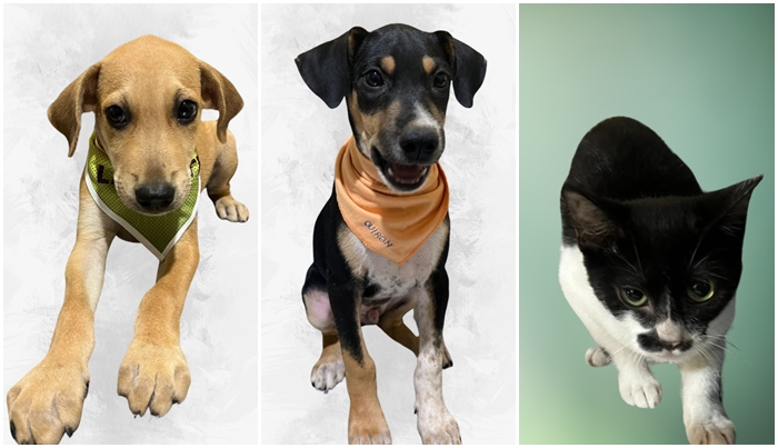 Parque Tia Nair recebe feira de adoção de animais da prefeitura