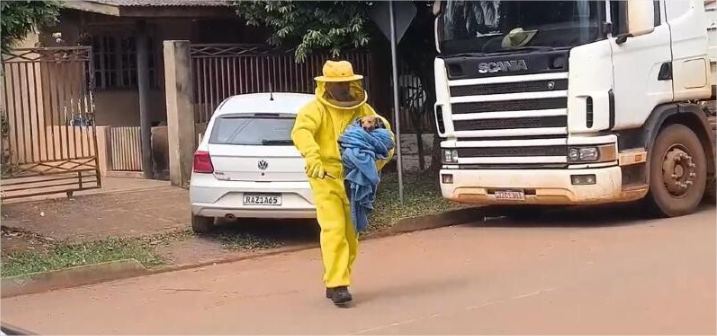 Vídeo: Mulher e animais são atacados por enxame de abelhas em MT; 4 cães morrem