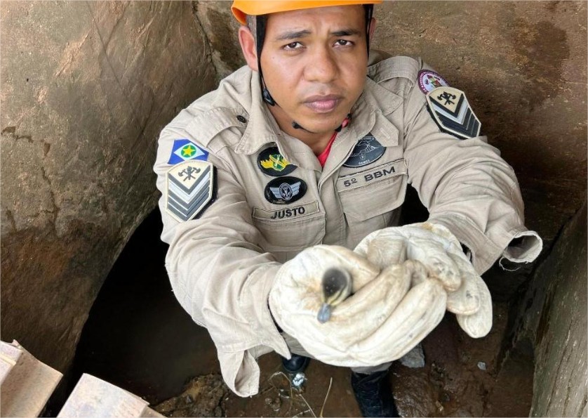 Vídeo: Onze filhotes de pato caem em bueiro e bombeiros são mobilizados para resgate em MT