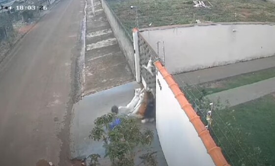 Polícia prende tutor de cães que assistiu gato ser estraçalhado