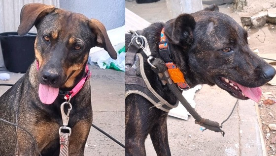 Cães adotados por morador de rua buscam novo lar após prisão do tutor