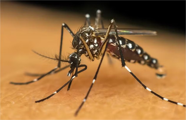 Alerta! Pico da dengue e chikungunya em MT ainda está por vir, aponta CRM