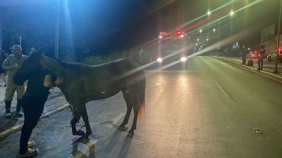 Égua é atropelada em avenida de VG é sacrificada; filhote é resgatado