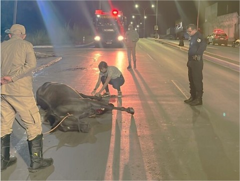 Égua que foi atropelada em VG acaba sendo sacrificada