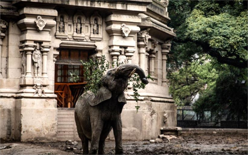 Santuário em Chapada receberá a primeira elefanta africana