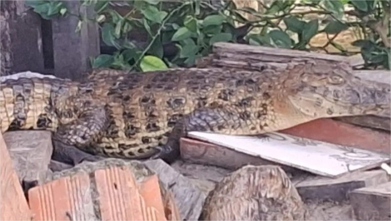 Jacaré surge em quintal de residência e assusta moradores em Cuiabá; vídeo