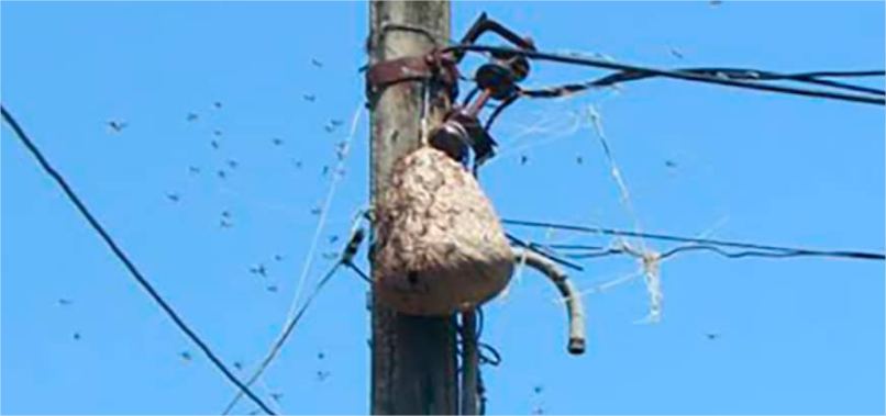 Marimbondos atacam alunos e funcionários de IFMT no Nortão