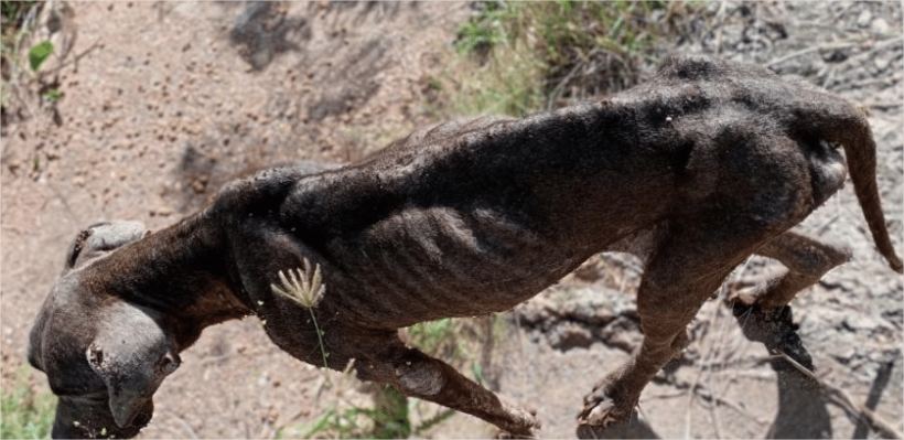 Cachorros são encontrados em situação de maus-tratos em casa abandonada em Cuiabá