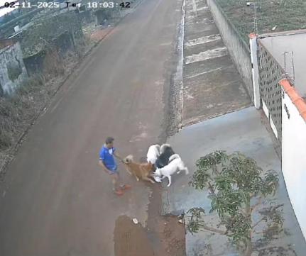 Juiz impõe fiança de R$ 10 mil e solta dono de cães que mataram gato no interior