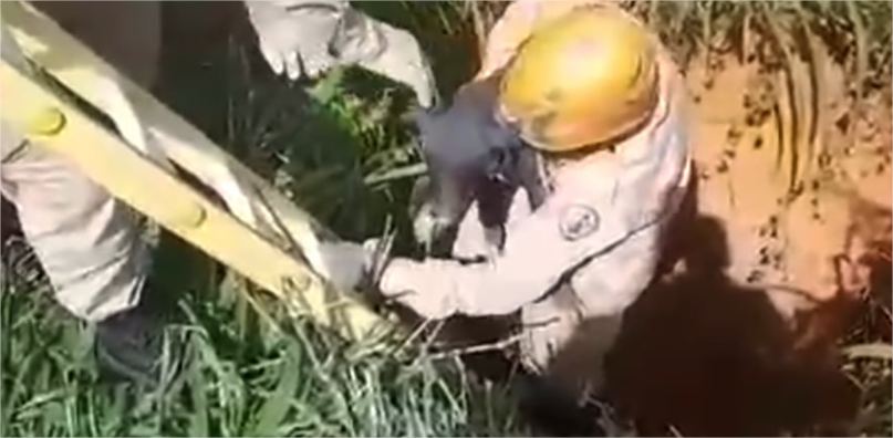 Bombeiros resgatam cachorro que ficou três dias preso em poço em MT