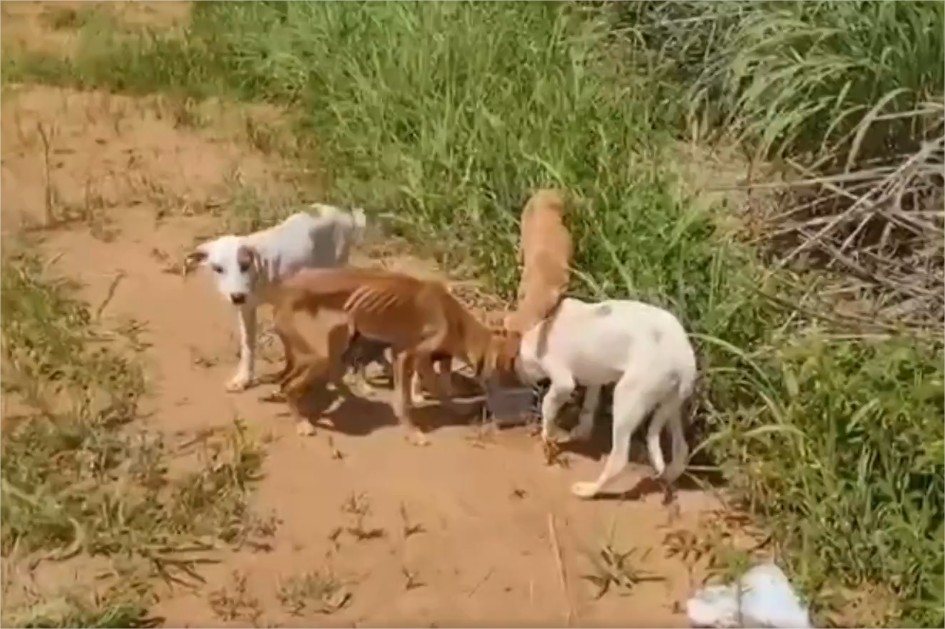 Dois homens são indiciados pelo abandono de 50 cães em estrada de MT