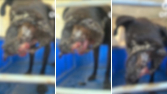 Cadela é apedrejada por moradores e tem a face desfigurada