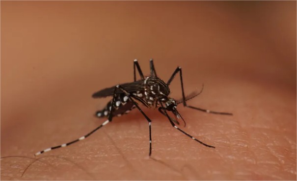Cidades de MT devem contar com nova tecnologia contra a dengue