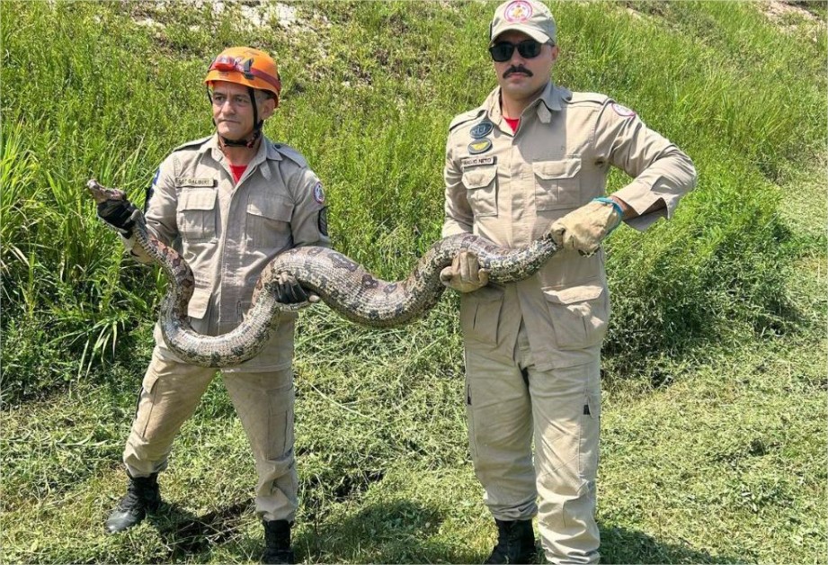 Corpo de Bombeiros resgata jiboia de quase 4 metros em Cuiabá