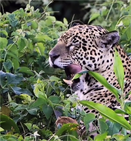 Onça-pintada do Pantanal de MT é a mais vigiada de 2024; vídeo