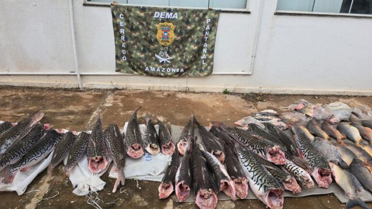 Feirante do Mercado do Porto é preso com meia tonelada de pescado irregular