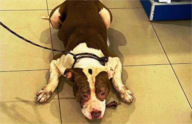 Vídeo: Pit bull invade loja de móveis, assusta clientes e é resgatado pelos bombeiros