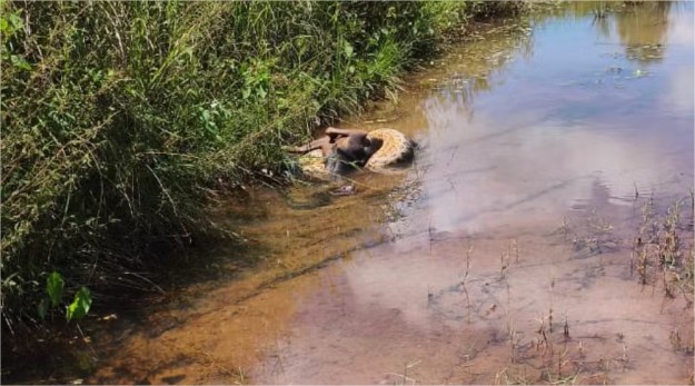 Sucuri-verde mata cachorro de morador em Várzea Grande; vídeo