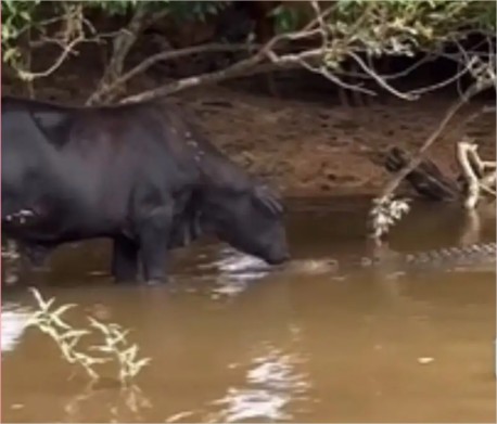 Jacaré dá susto em vaca e fuga vira meme nas redes sociais