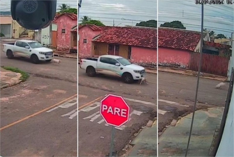 Motorista da Prefeitura de Rondonópolis mata Pitibull atropelado; vídeo