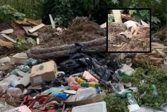 Cachorro é abandonado em lixão e protetora pede socorro