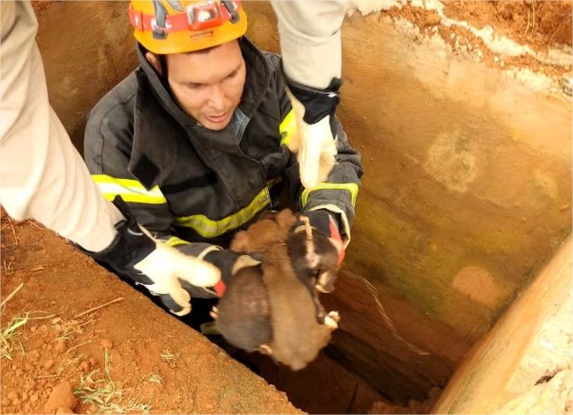 Filhotes de cachorro abandonados em bueiro são resgatados por bombeiros em MT