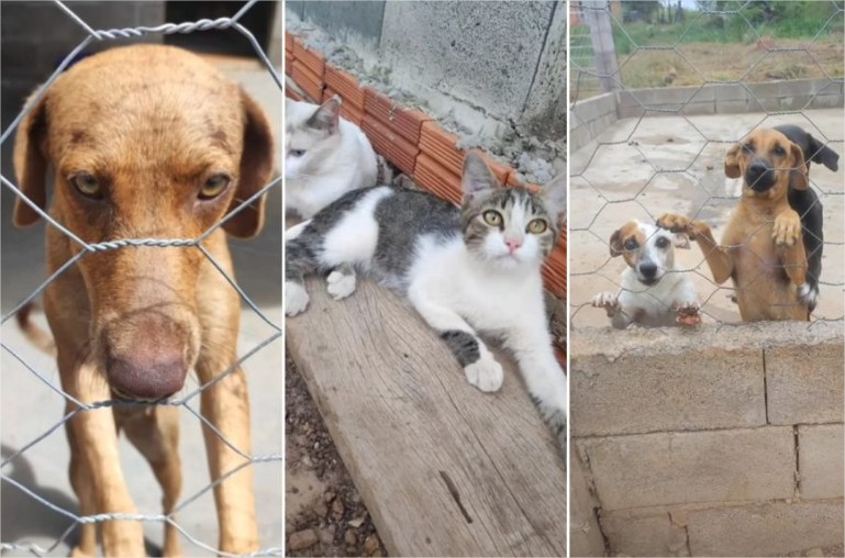 Moradora abriga 130 animais e cita maus-tratos e abandono em VG