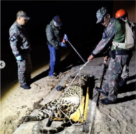Onça que devorou caseiro no Pantanal é capturada no local do ataque; veja vídeos
