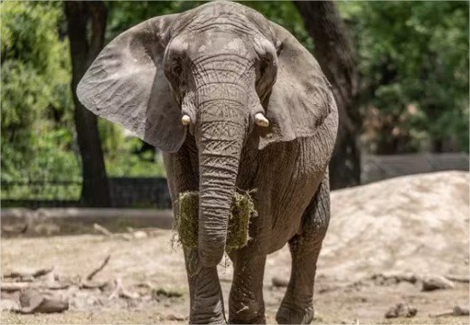 Elefanta africana demora 9 horas para sair da caixa de transporte após chegada em santuário de MT; vídeo