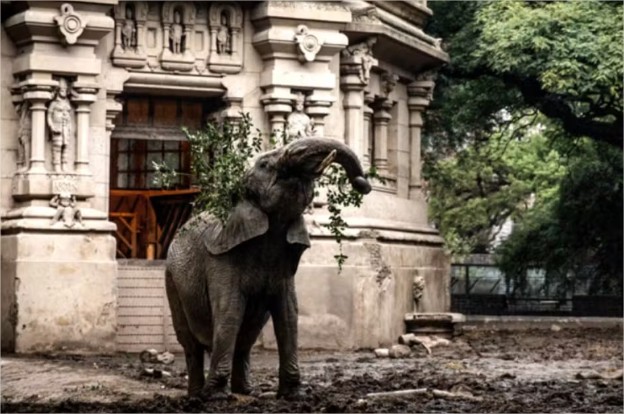 Após 56 dias, primeira elefanta africana chega ao santuário de MT