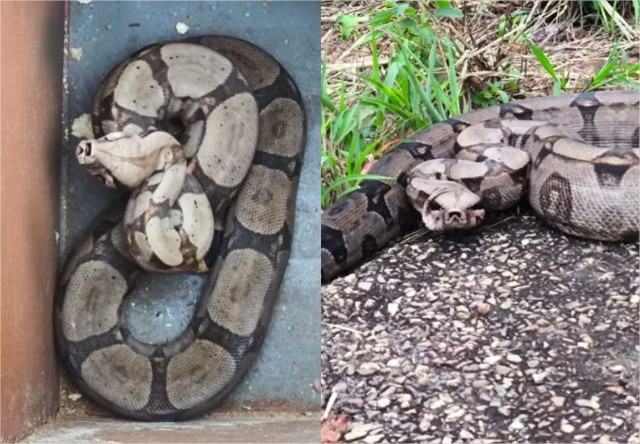 Duas jiboias são resgatadas em avenidas movimentadas de Primavera do Leste