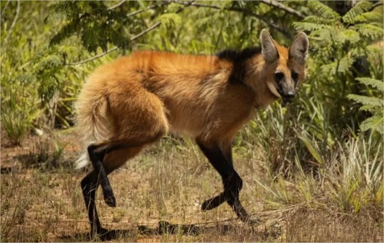 Lobo-guará ataca pessoas e mata galinhas após invadir restaurante em MT; vídeo