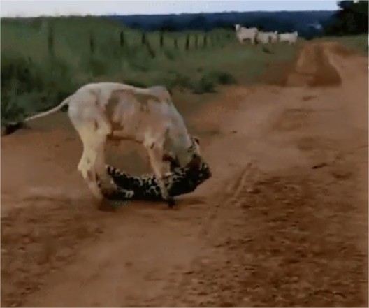 Vídeo: Produtor flagra onça atacando bezerro em estrada rural de MT