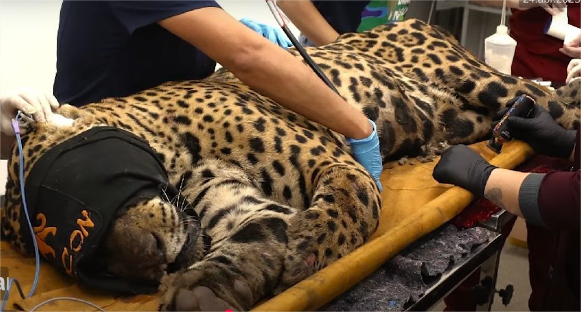 O que será feito com a onça que matou caseiro? Entenda (veja vídeo)