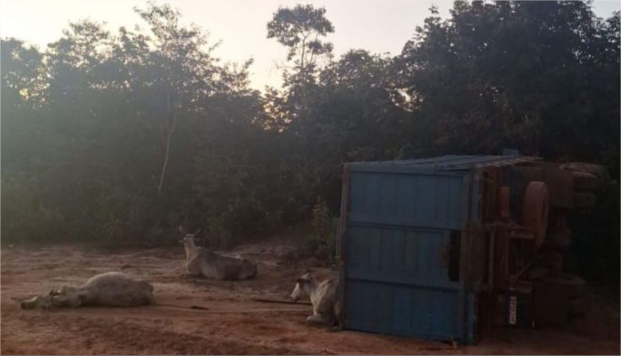 Motorista morre após caminhão carregado de gado capotar em MT
