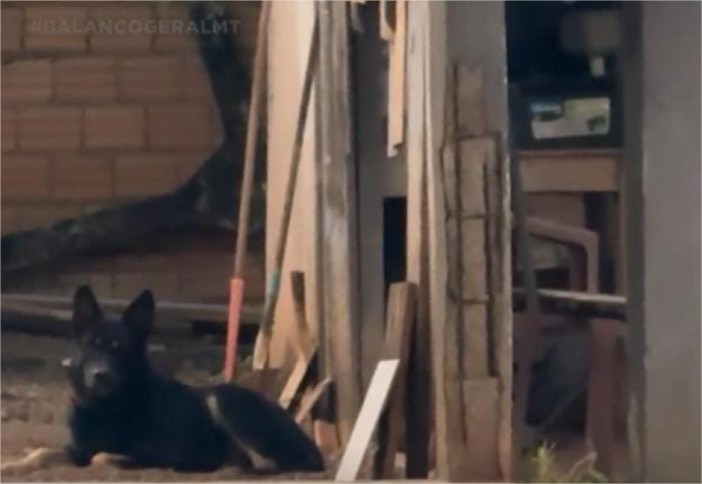 Cães de raça atacam criança e tocam o terror em bairro de MT; vídeo