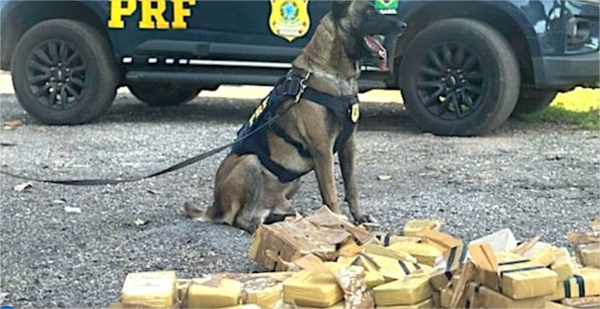 Cão da PRF localiza 68 quilos de drogas em carga de milho no Mato Grosso