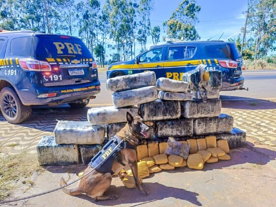 Cão farejador encontra 318 quilos de supermaconha em caminhão