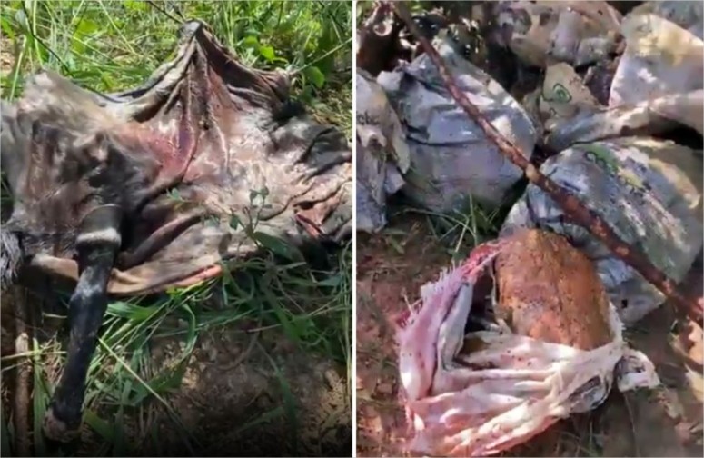 Após prisão de suspeito, polícia investiga comercialização de carne de cavalo em Cuiabá; vídeos