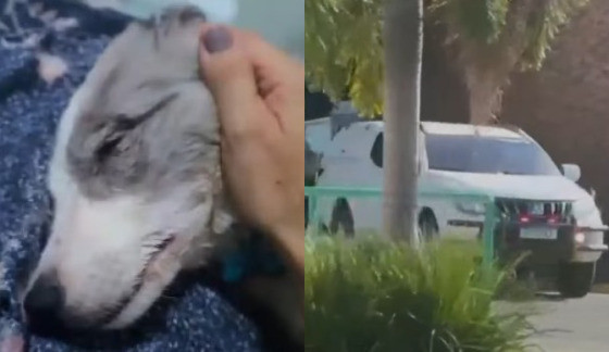 Filhote morre envenenado e moradores denunciam matança de animais no Alphaville